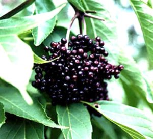 elderberries1